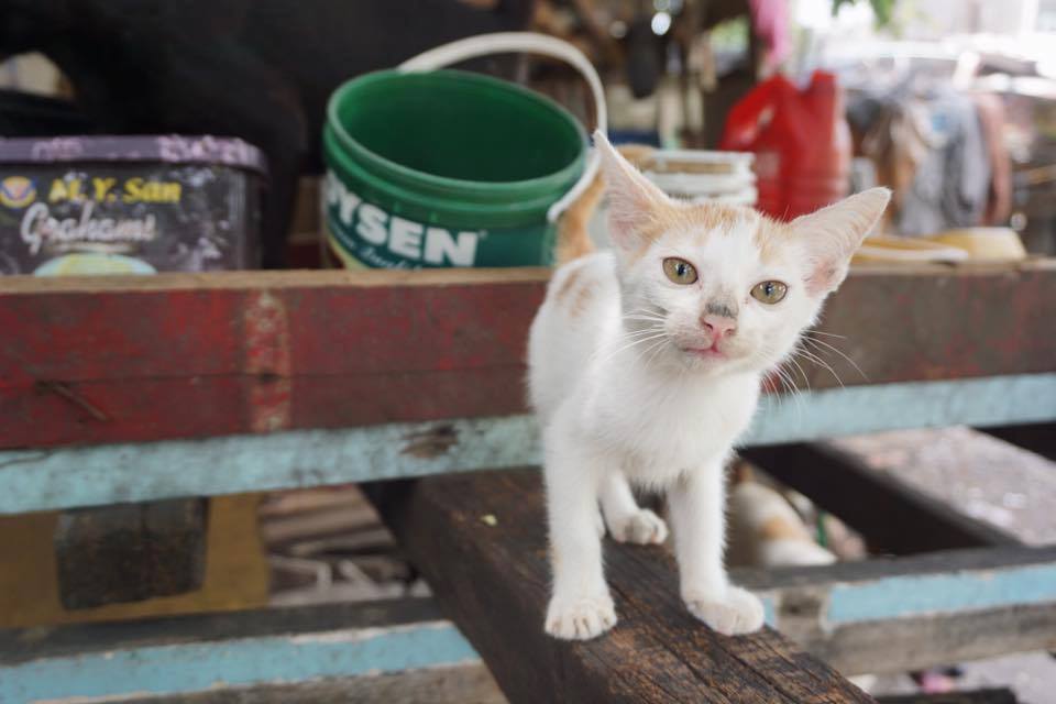 Miming used to be one of the cats for eviction from a Sta. Mesa vacant lot. She has now crossed the rainbow bridge.