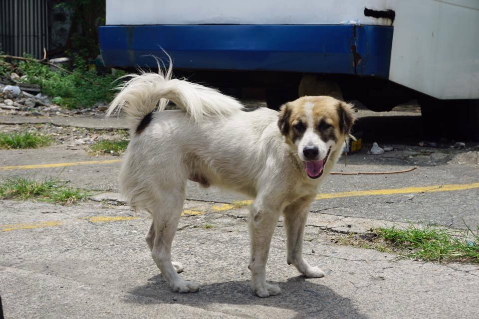Alpha dog Spot used to be among the dogs for eviction from a Sta. Mesa vacant lot. She is now being fostered at MBY Pet and Animal Sanctuary in Morong Rizal.