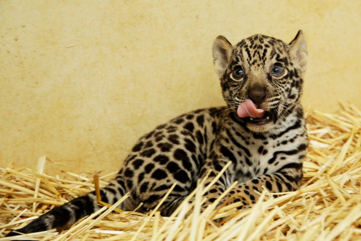 Wildlife Reserves Singapore or WRS - Jurong Bird Park, Night Safari, River Safari, Singapore Zoo - baby endangered wild animals