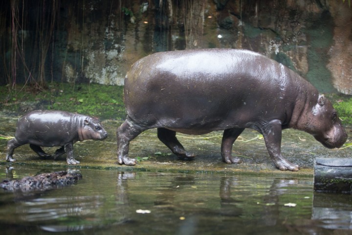 Wildlife Reserves Singapore or WRS - Jurong Bird Park, Night Safari, River Safari, Singapore Zoo - baby endangered wild animals