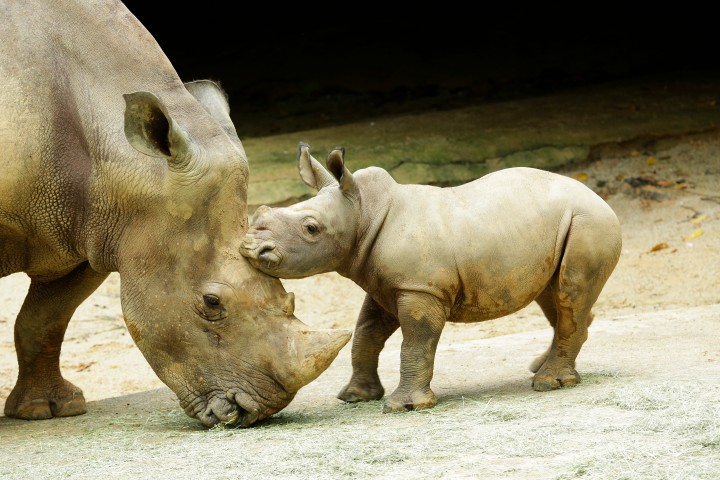 Wildlife Reserves Singapore or WRS - Jurong Bird Park, Night Safari, River Safari, Singapore Zoo - baby endangered wild animals