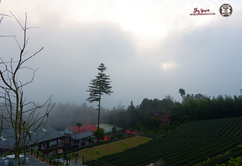 Alishan: A Province of Natural Wonders in Taiwan 7 102