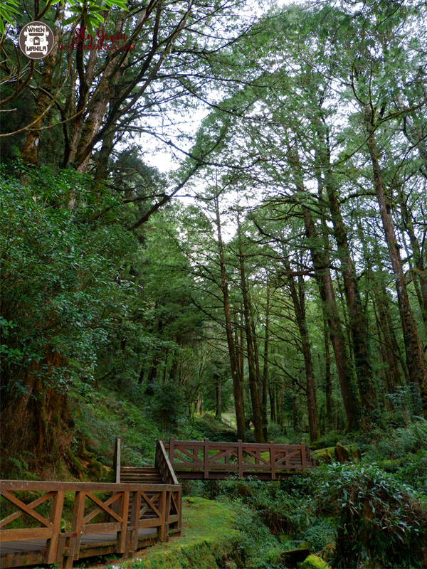 Alishan: A Province of Natural Wonders in Taiwan 9 121