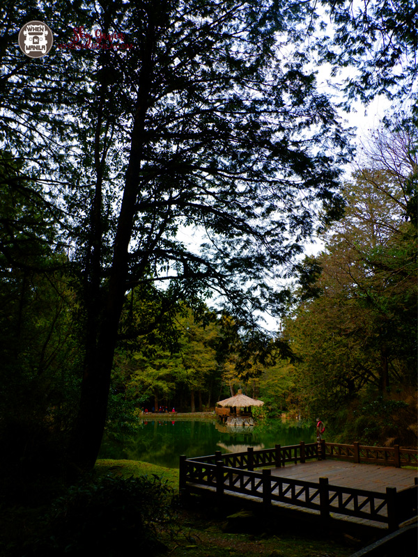 Alishan: A Province of Natural Wonders in Taiwan 10 131