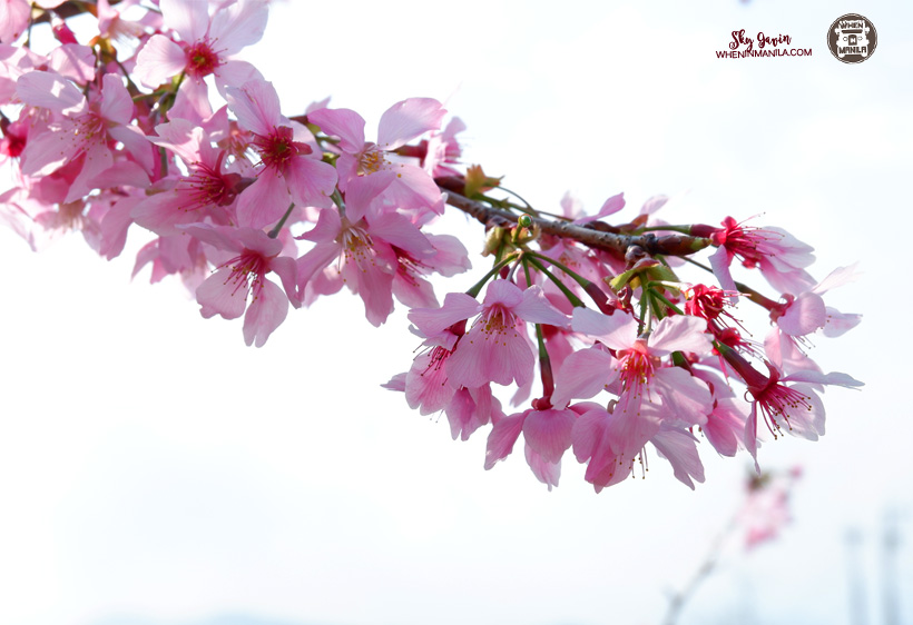 Alishan: A Province of Natural Wonders in Taiwan 6 92