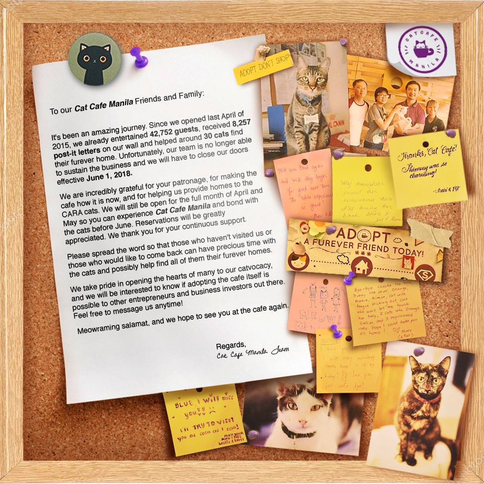 Cat Cafe Manila to close doors, open to entreps who want to adopt the ...