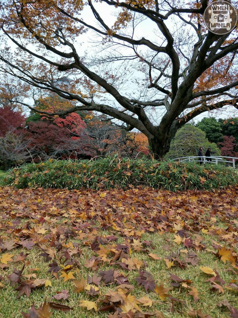 garden koishikawa tokyo 8