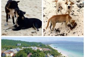 What will happen to the Boracay Dogs? Photo by AARRC