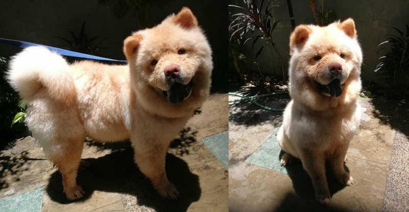 Chow Wei for Adoption