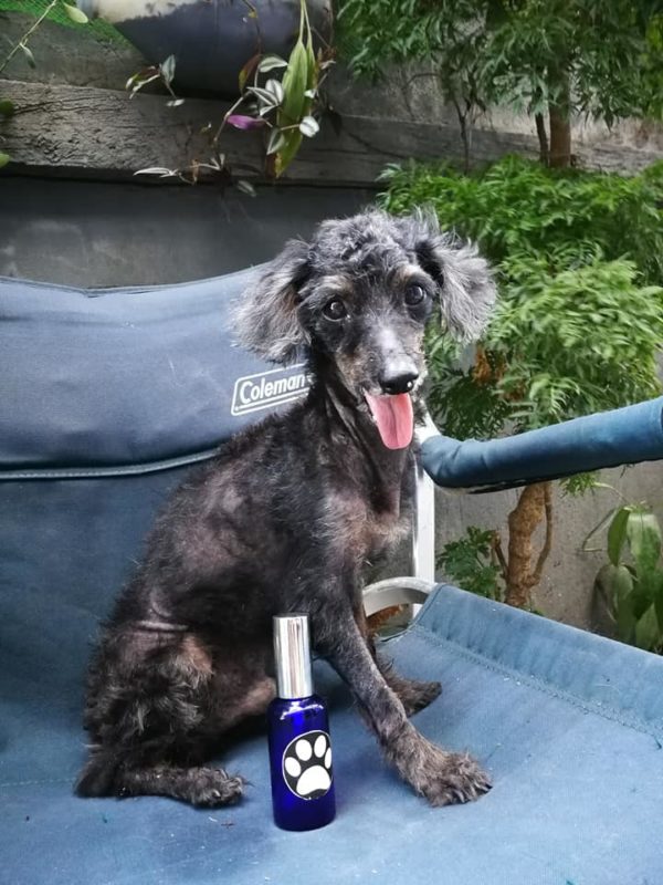 Oreo e1526447325939