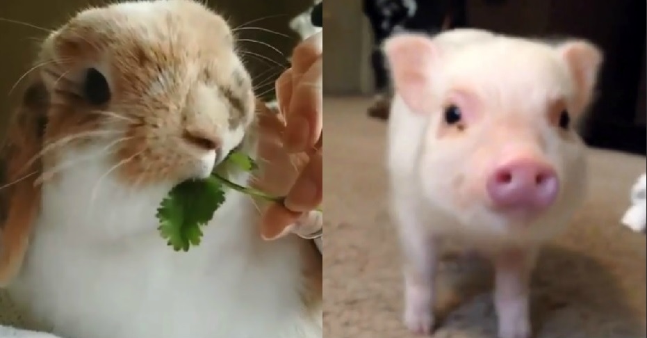 cute pets videos