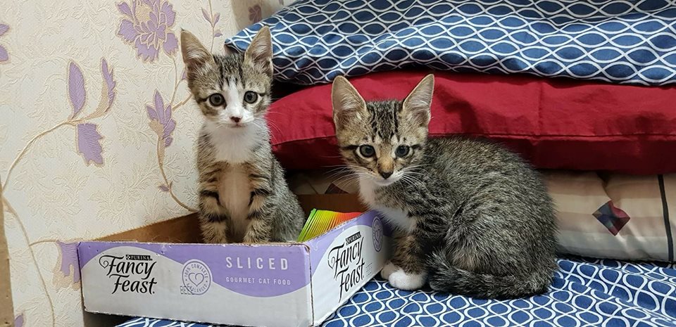 Cats of Mckinley -- kittens being fostered