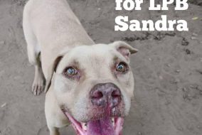 Help beloved pit bull Sandra