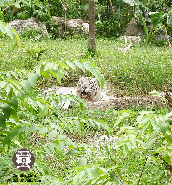 08 Cebu Safari white tiger 2
