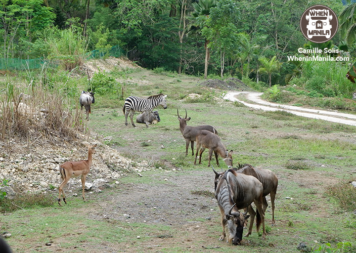 09 Cebu Safari savanna