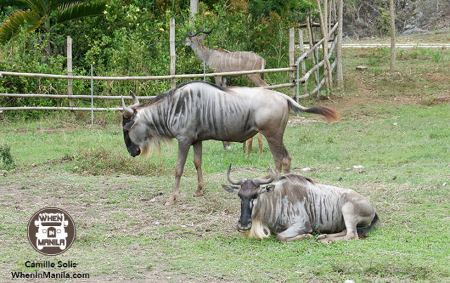 10 Cebu Safari wildebeest