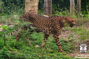 11 Cebu Safari cheetah