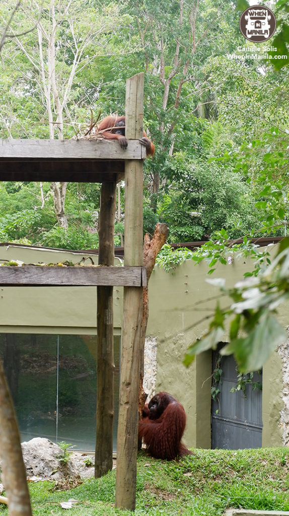 13 Cebu Safari orangutan