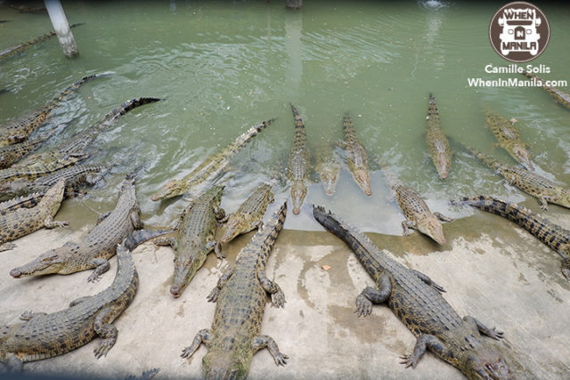 14 Cebu Safari crocodile 1