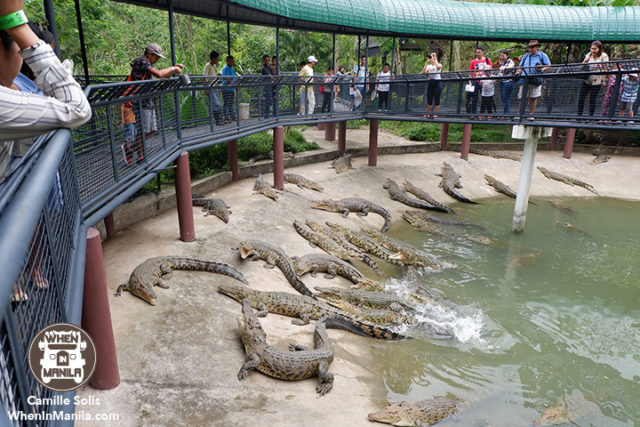 15 Cebu Safari crocodile 2