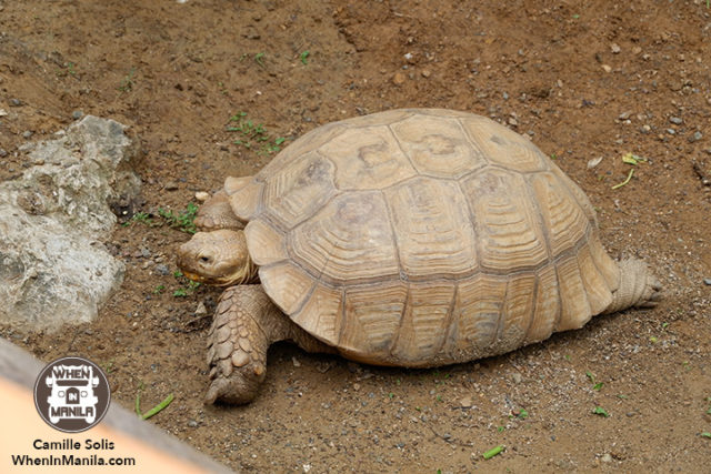 16 Cebu Safari tortoise