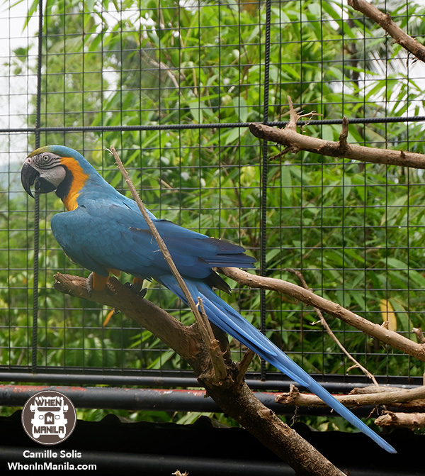 17 Cebu Safari macaw 1