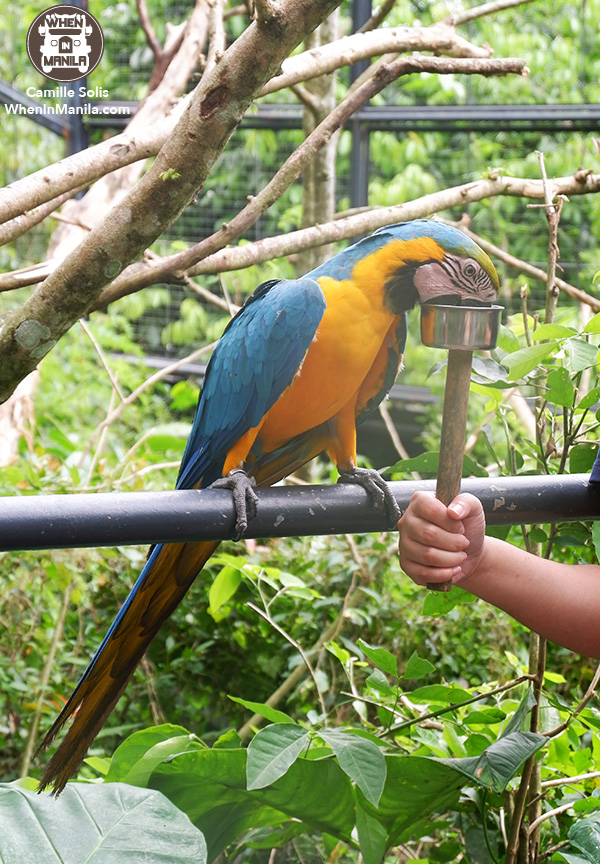 18 Cebu Safari macaw 1