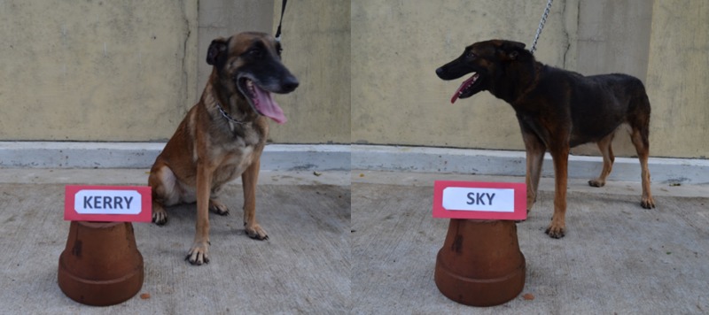 Adopt These Dogs