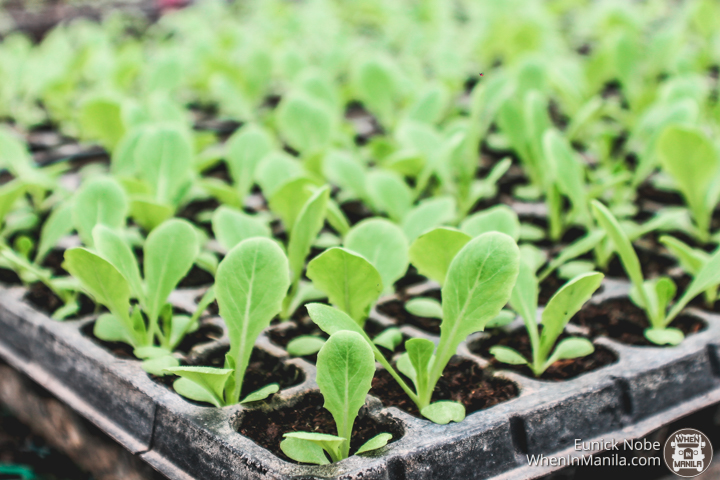 Costales Nature Farm: Escape the City and Experience an Organic Lifestyle 3 Ford Ranger Costales Farm 12