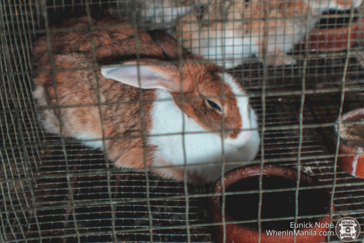 Costales Nature Farm: Escape the City and Experience an Organic Lifestyle 6 Ford Ranger Costales Farm 8