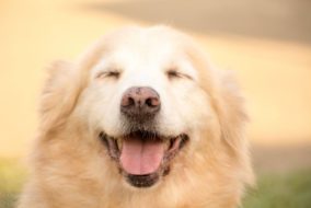 Ginger CARA Ambassadog