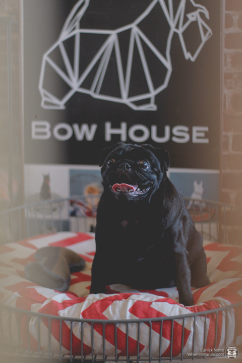 The Paw Club: A Restaurant, a Grooming Hub, and a Pet Hotel in One 9 The Paw Club pet hotel at SM by the bay 54