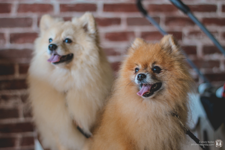 The Paw Club pet hotel at SM by the bay 85