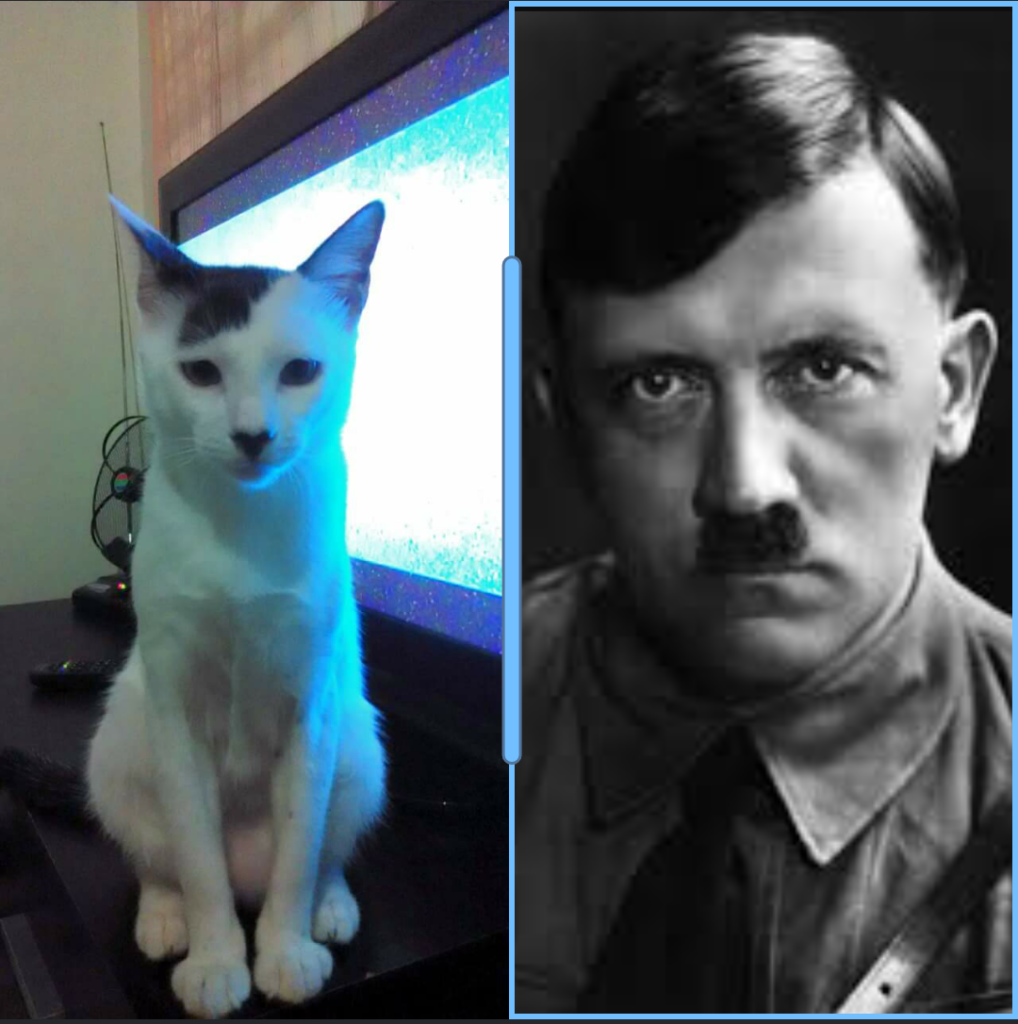 Hitler Cat 1