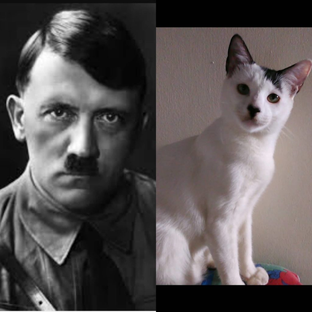 Hitler Cat 4