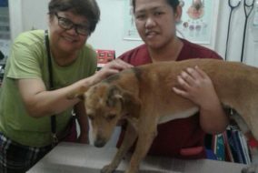 Sugar rescued Cubao dog 1