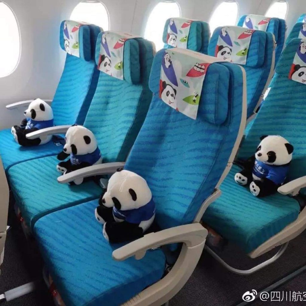 china airline panda 8
