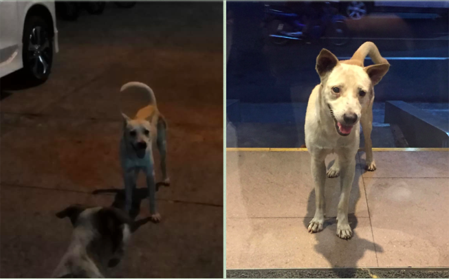 Stray dog