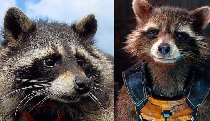 Rocket Raccoon 1