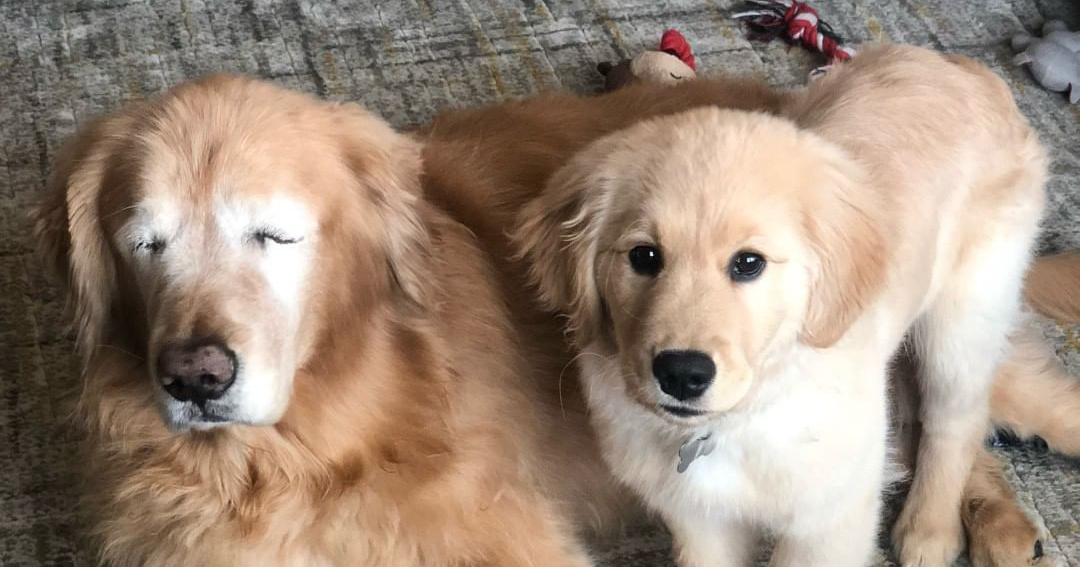 Blind Dog and his Seeing-Eye Puppy