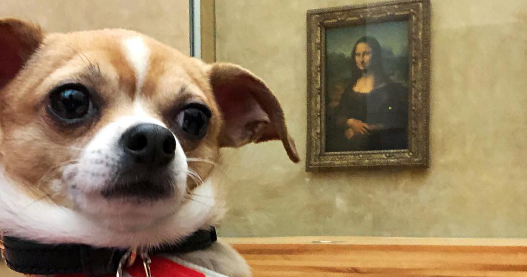 Rescued Shelter Pet travels the world in style