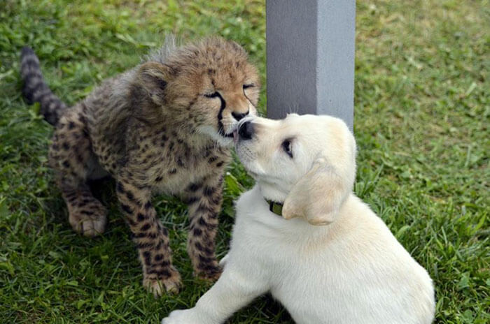 cheetah support dog 2