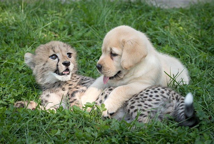 cheetah support dog 4