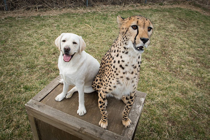 cheetah support dog 5
