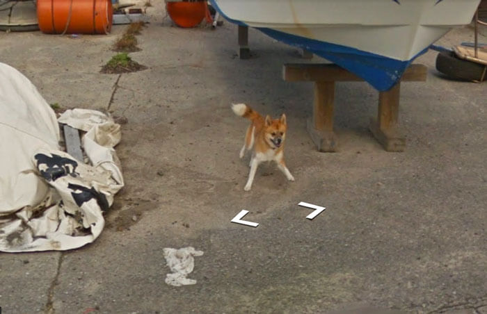 dog follows google car 2