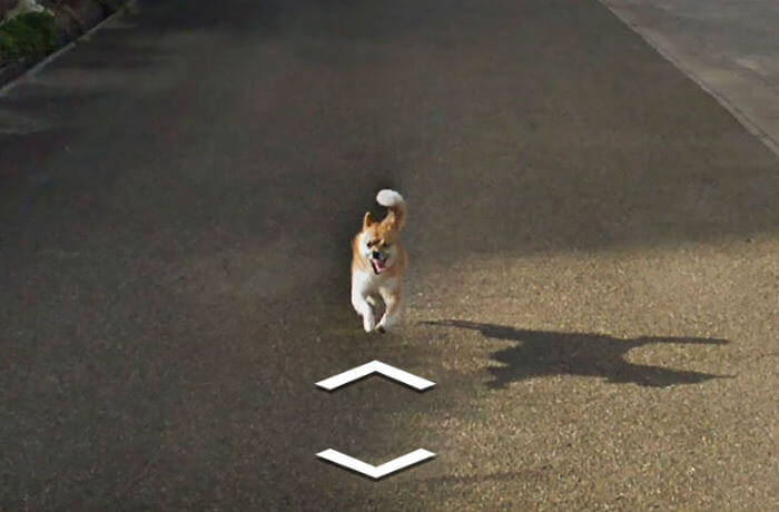 dog follows google car 4