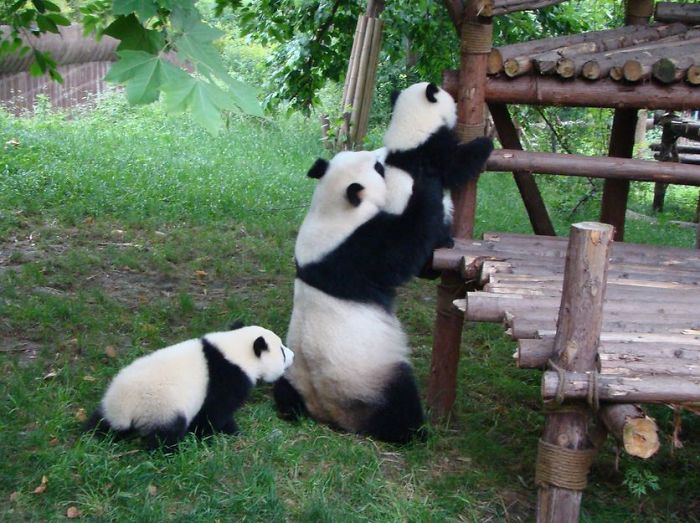 panda daycare 1