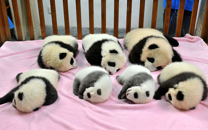 panda daycare 2