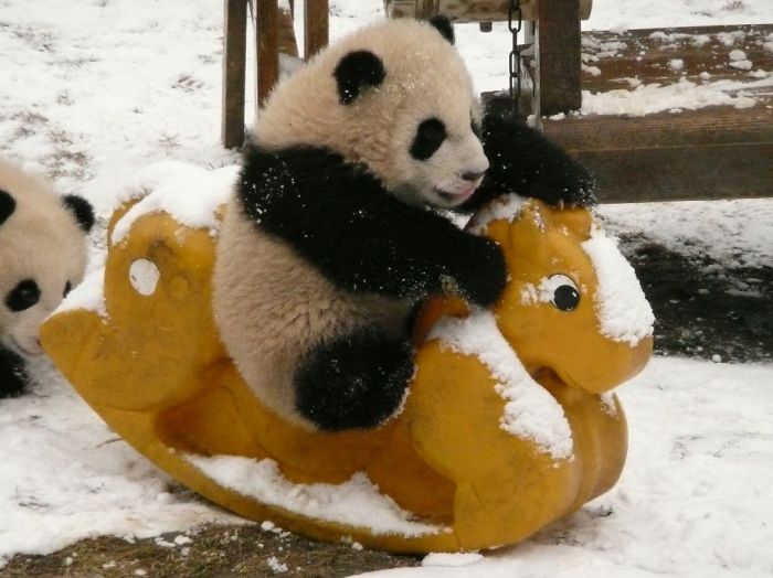 panda daycare 3