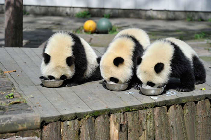 panda daycare 4